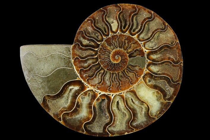 Agatized Ammonite Fossil (Half) - Madagascar #135293